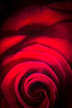 A close up of a red rose with a retro feeling Stock Photos
