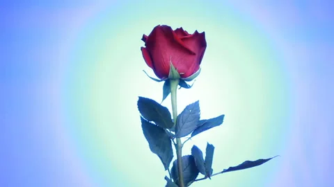 Close-up of a red rose rotates on blue background. Macro shot rose with petals. Stock Footage 115071705