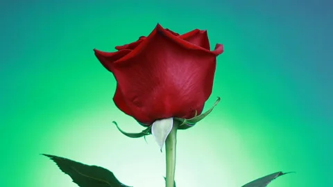 Close-up of a red rose rotates on green background. Macro shot rose with petals. Stock Footage 115071885