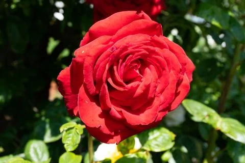 Close up of a red rose in the sunlight Stock Photos