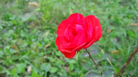 Close-up red rose swaying in the wind. B roll Stock Footage 160600153