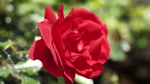 Close up of a red rose swaying in the wind, flower blooming furiously. 動画素材 259129551