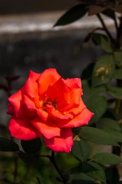 Close up of a red Rose on tree 스톡 사진