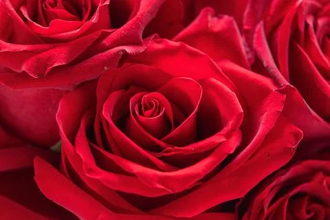 Close-up of a red rose under artificial rain Stock Photos