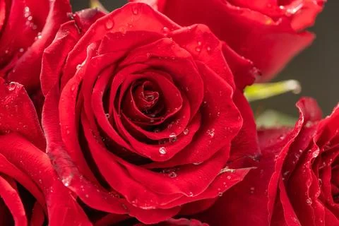 Close-up of a red rose under artificial rain Stock Photos