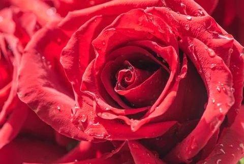 Close-up of a red rose under artificial rain Stock Photos