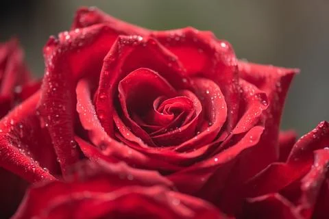 Close-up of a red rose under artificial rain Stock Photos