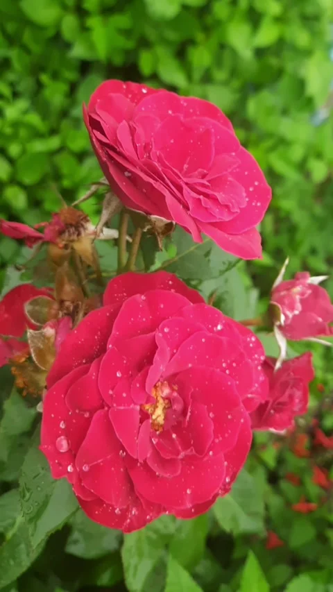 Close-Up of Red Rose with Water Droplets | Fresh Bloom in Nature | 4K Stock Foot Stock Footage 338237706