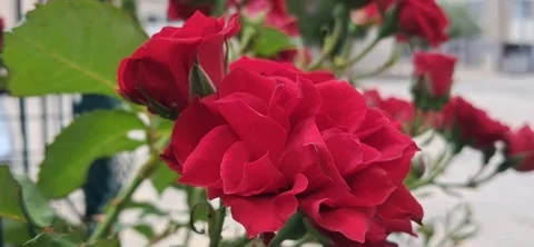 Close up of red roses blooming Stock Footage 337324270