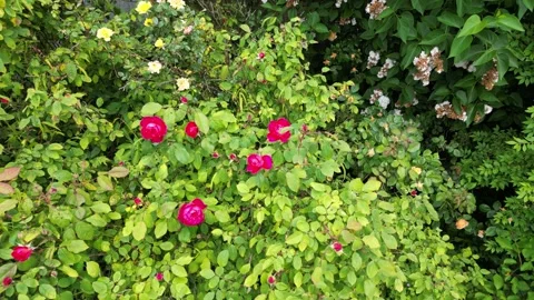Close up of red roses flower plants amazing nature scape chill out therapy .. Stock Footage 242610451