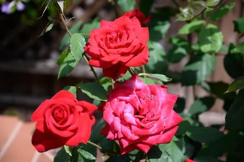 Close-up of red roses in full bloom Stock Photos