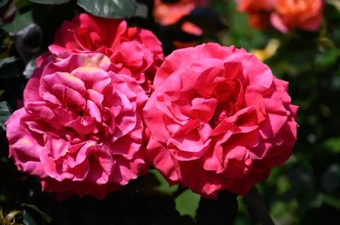 Close-up of red roses in full bloom Stock Photos