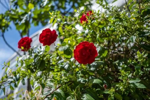 Close up of red roses in the garden Stock Photos