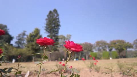 Close Up of Red Roses Gently Swaying in the Wind Under a Blue Sky Stock Footage 329798269