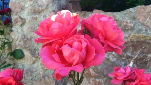 Close up of red roses. HD Video stock 76609240