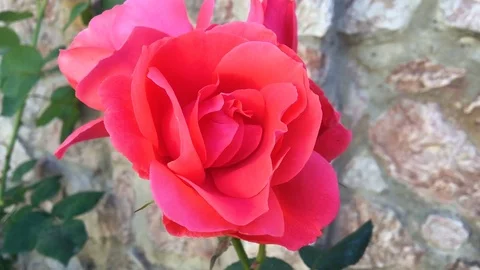 Close up of red roses. HD Stock Footage 76609943