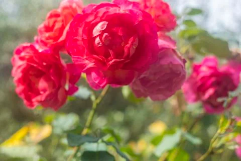Close Up Of Red Roses Stock Photos