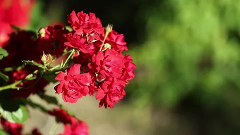 Close Up of Red Roses - Slow Motion - Shallow Depth of Field Stock Footage 155732571