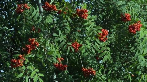 Close up of red rowan berries and leaves medium shot 動画素材 136561540