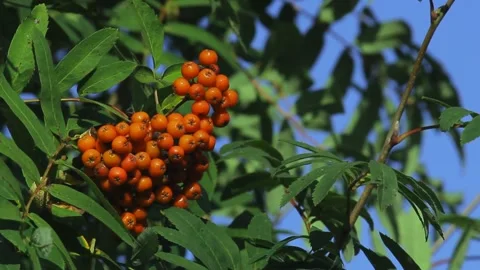 Close up of red rowan berries and leaves close up 動画素材 137971736