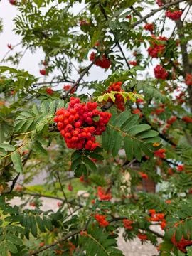 Close-up of red rowan berries on a tree branch. Autumn nature, seasonal fruit Stock Photos