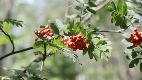 Close up of a red rowan branch. Stock Footage 315465369