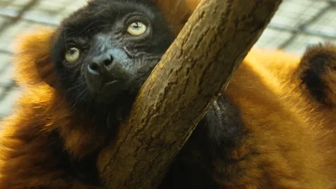 Close up of Red ruffed lemur  Stock Footage 135521648