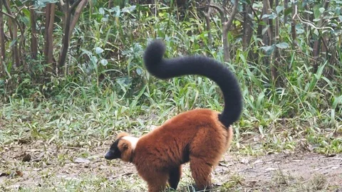 Close Up of Red Ruffed Lemur On Ground with Long Tail, Madagascar Stock Footage 125350682