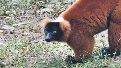 Close Up of Red Ruffed Lemur On Ground Looking Around, Madagascar Stock Footage 125350790