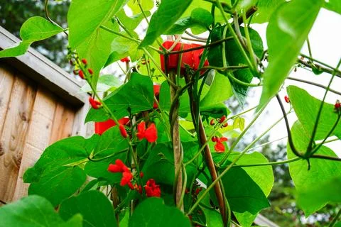 Close up of red runner bean flowers in the spring 写真素材