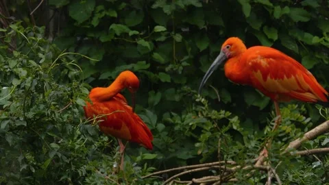 Close up of a Red scarlet ibis Stock Footage 144211920