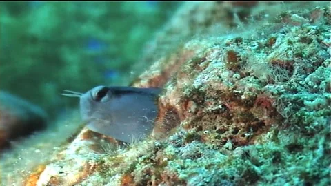 Close Up Of Red Sea Mimic Blenny Stock Footage 291388211