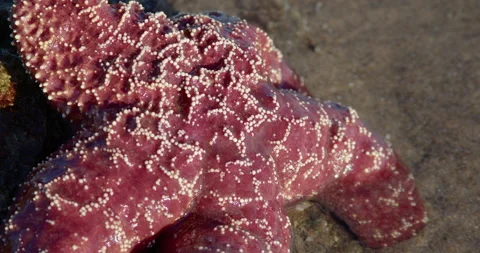 Close Up of Red Sea Star 4k Stock Footage 237400264