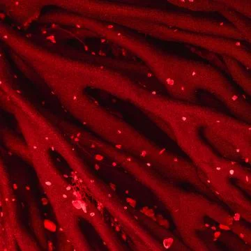 Close-up of red seaweed branches with alien-like texture (Codium fragile) Stock Photos
