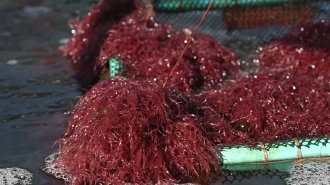 Close up red seaweed on floating raft at aquaculture farm Stock Footage 339530062