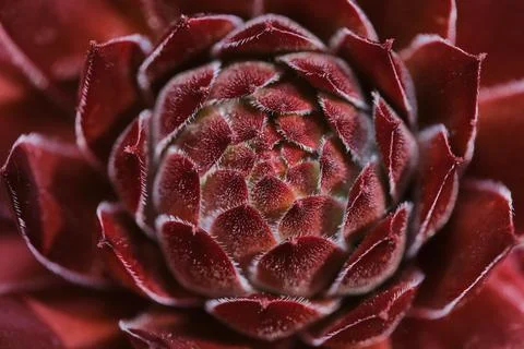 Close up of red sempervivum Stock Photos