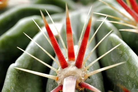 Close up red sharp thorn of green cactus Stock Photos