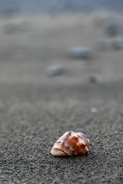 Close up of a red shell in a volcanic beach sand in Bali, Indonesia Foto stock