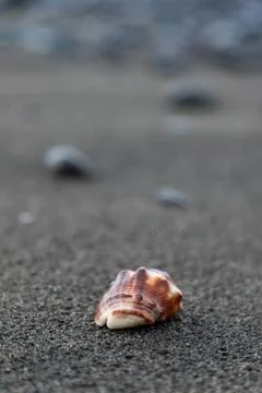 Close up of a red shell in a volcanic beach sand in Bali, Indonesia Stock Photos