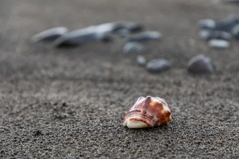 Close up of a red shell in a volcanic beach sand in Bali, Indonesia Foto stock