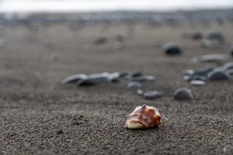 Close up of a red shell in a volcanic beach sand in Bali, Indonesia Stock Photos