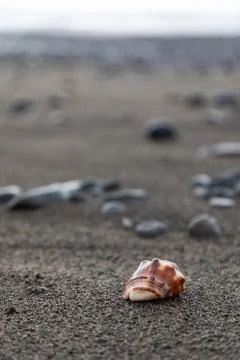Close up of a red shell in a volcanic beach sand in Bali, Indonesia Stock Photos