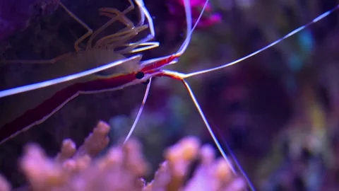Close up of a red shrimp Stock Footage 145254919