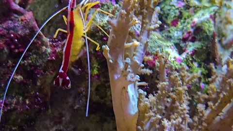 Close up of red shrimp Stock Footage 296493392