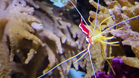 Close up of a red shrimp Stock Footage 296495293