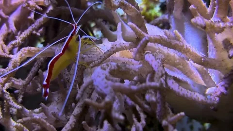 Close up of red shrimp in motion Stock Footage 297546225