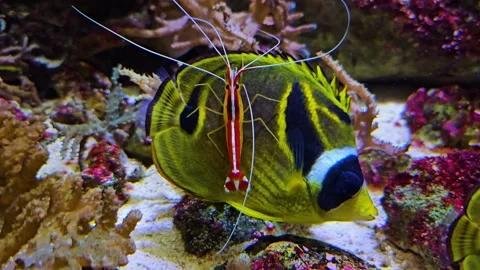 Close up of a red shrimp, taking a piggyback ride Stock Footage 296495354