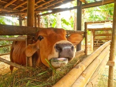 Close up of Red Sindhi Cow Stock Photos