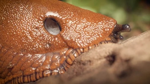 Close-up of the red slug (Arion rufus) with a pneumostome, the breathing pore. Stock Footage 314993897