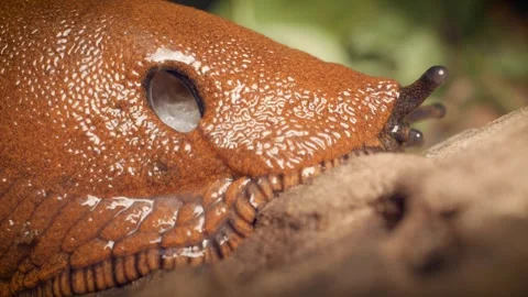 Close-up of the red slug (Arion rufus) with a pneumostome. Stock Footage 314993902